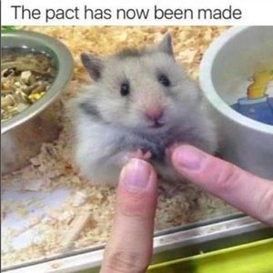 Meet your Posher, Xue